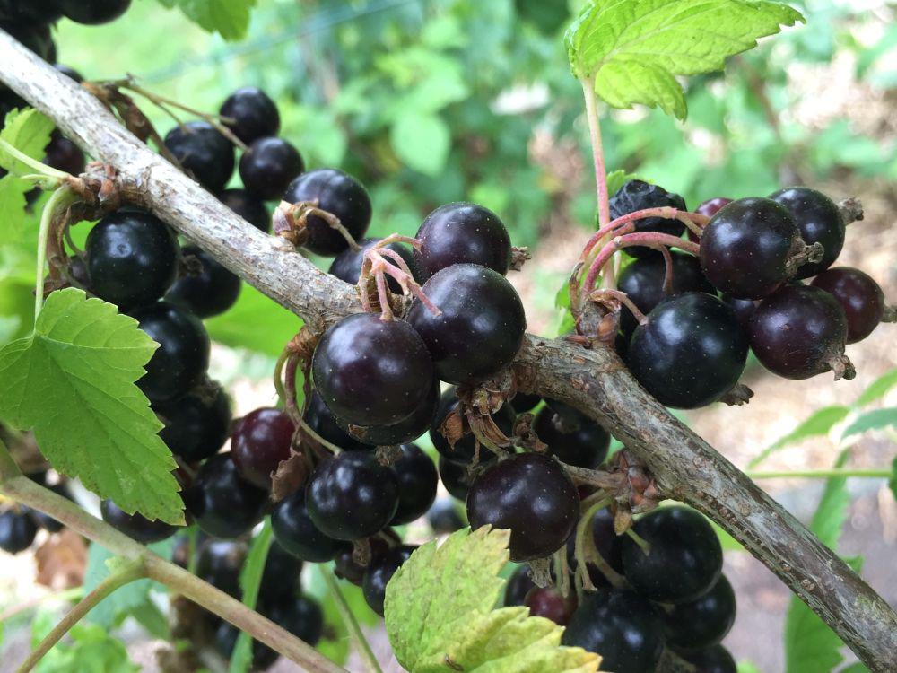 Blackcurrant (pixabay.com/jensb)