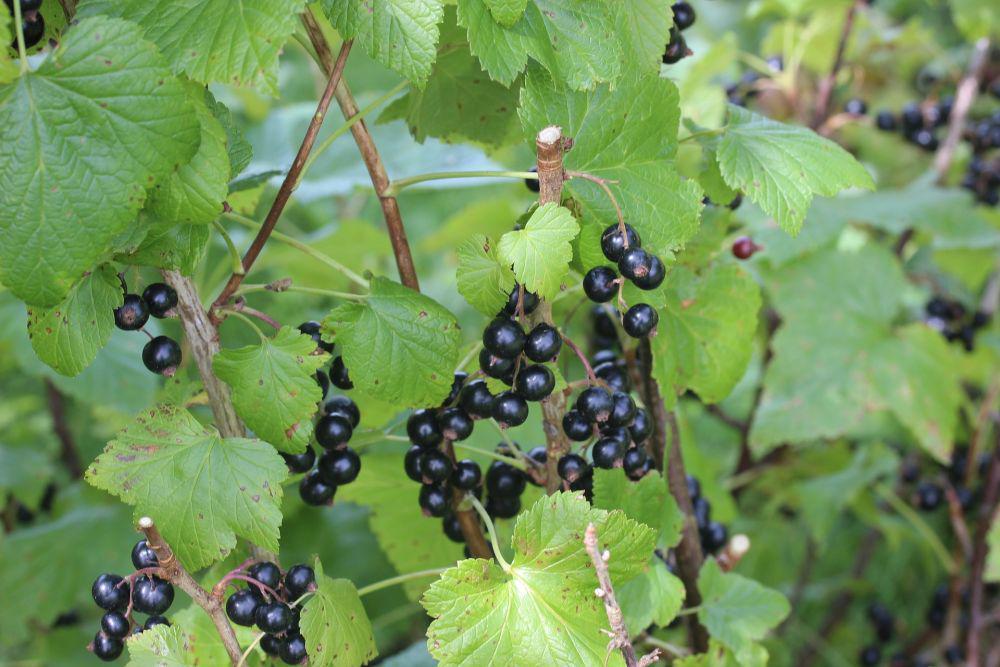 Blackcurrant (pixabay.com/Ina_LH)