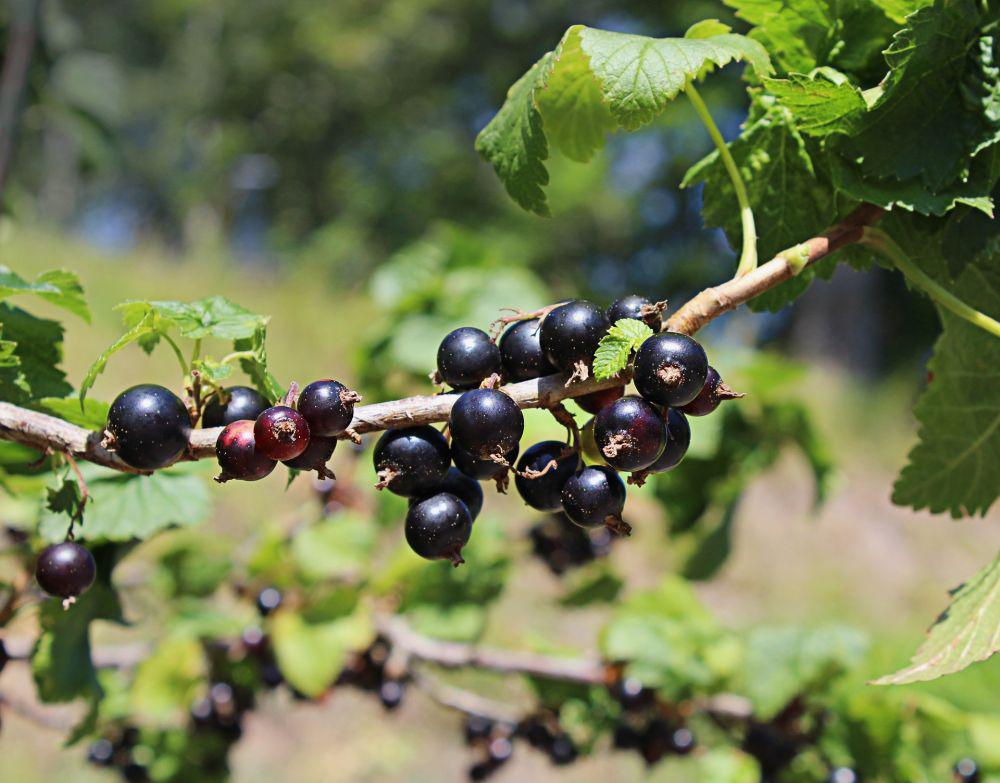Blackcurrant (pixabay.com/Annillart)