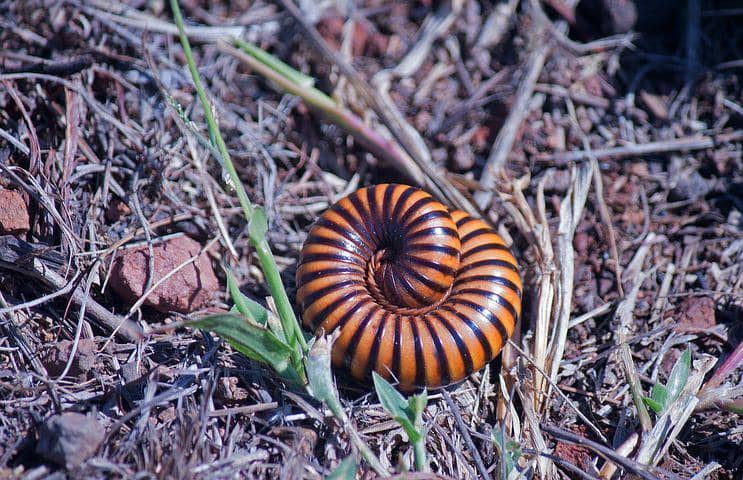 5 Fakta Ordo Gymnopiona, Jumlah Kakinya Sangat Banyak