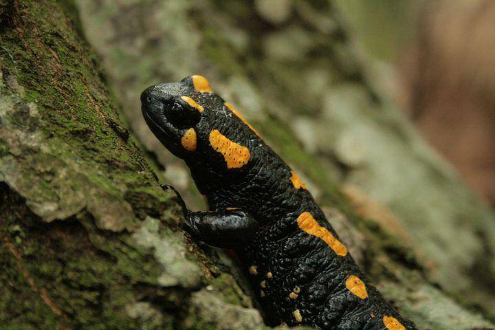 ilustrasi salamander (pixabay.com/geraldsimon00)