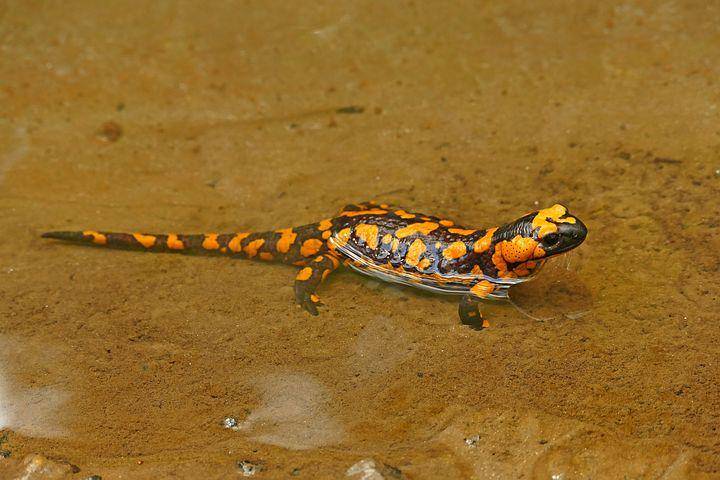ilustrasi salamander (pixabay.com/Alois_Wonaschuetz)