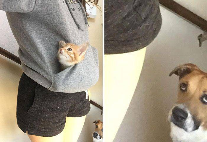 potret hewan cemburu (reddit.com/buhfuhkin)