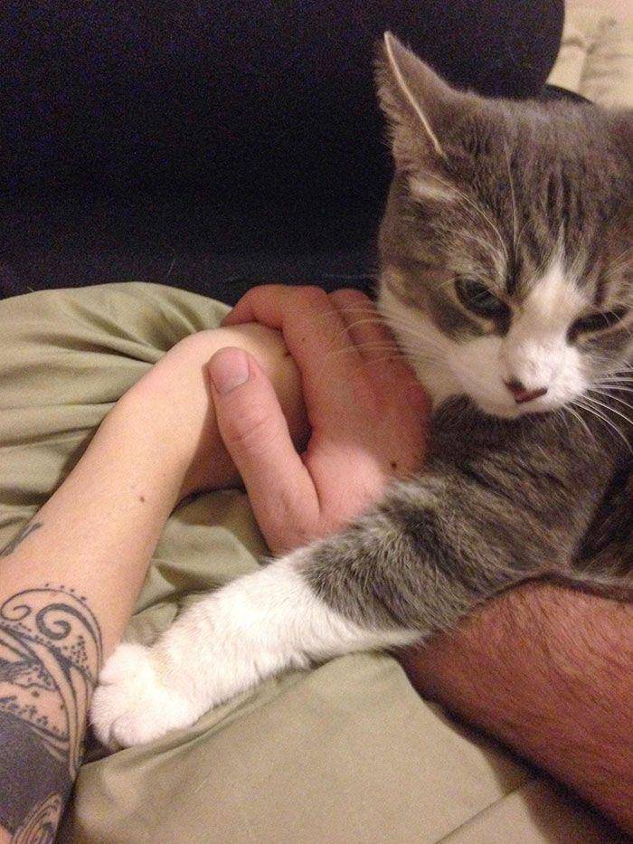 potret hewan cemburu (reddit.com/abilledeauxReport)