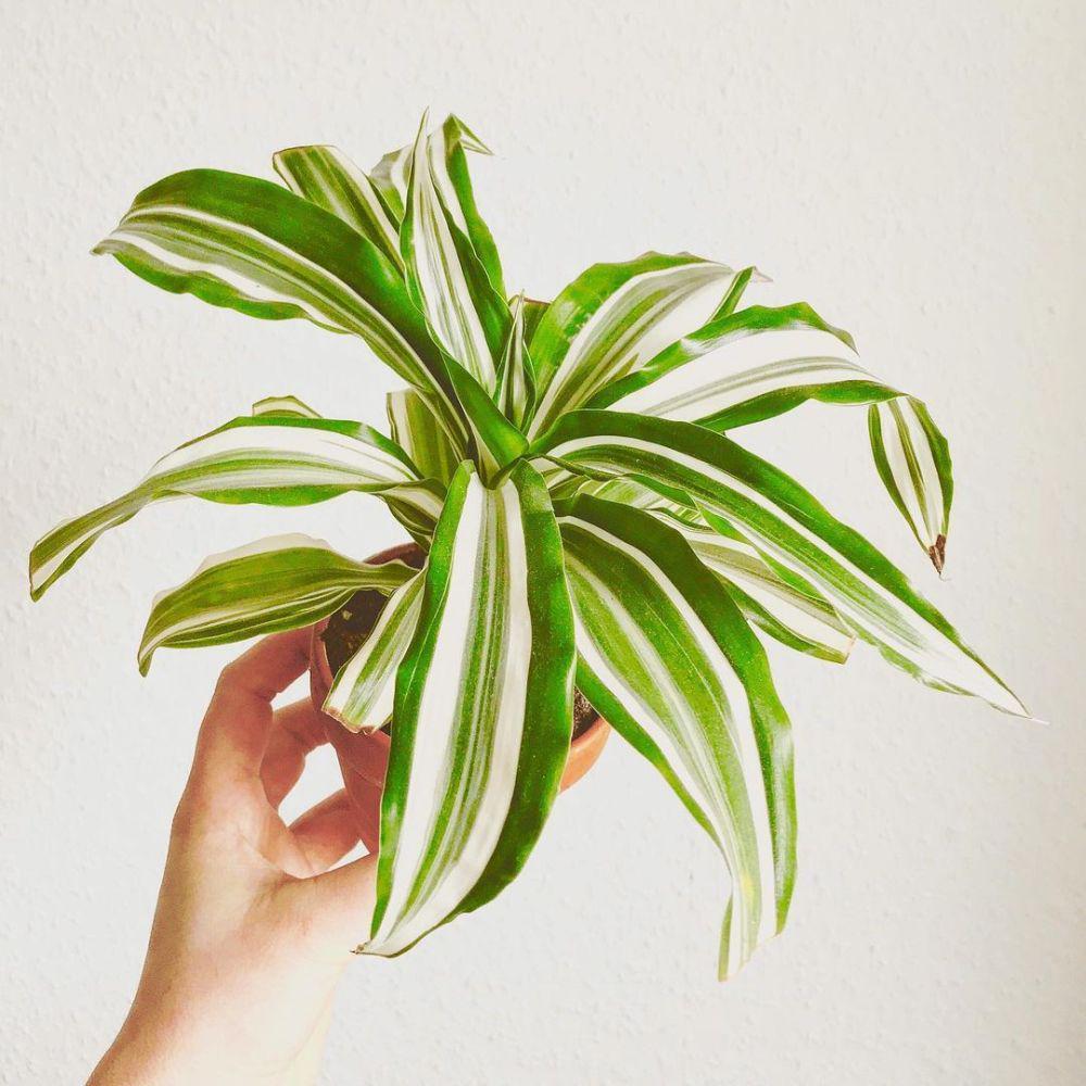 ilustrasi dracaena (instagram.com/funwithplants)