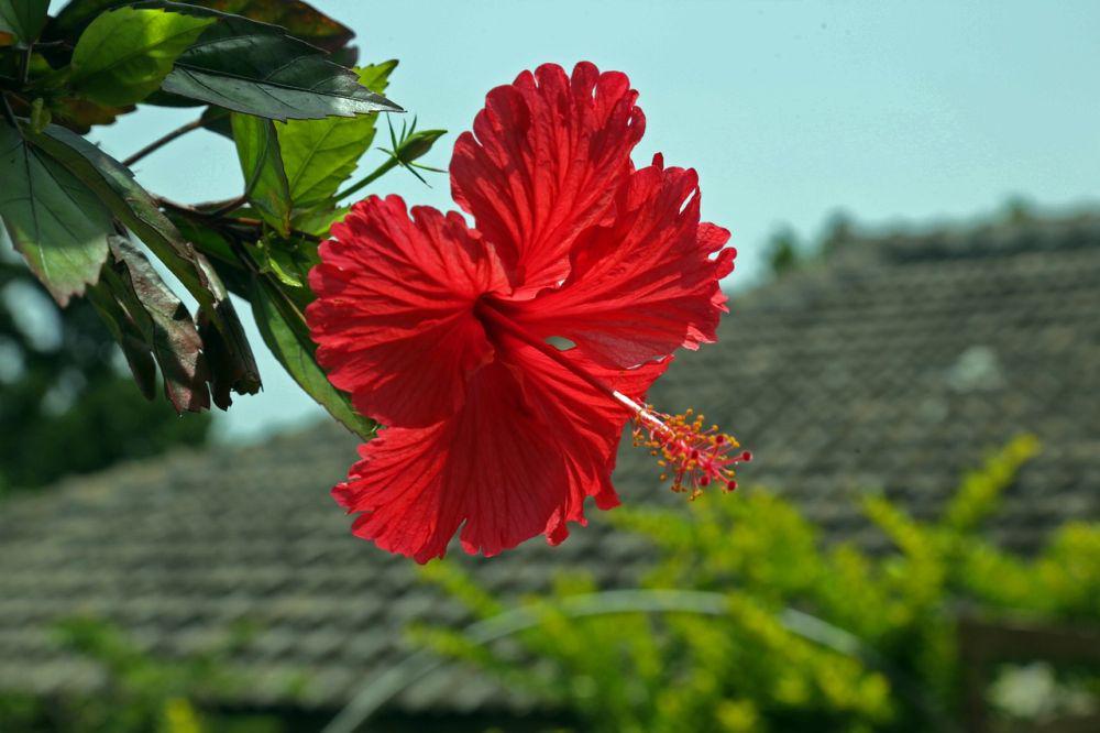 ilustrasi kembang sepatu (pixabay.com/kadoyatakumi)