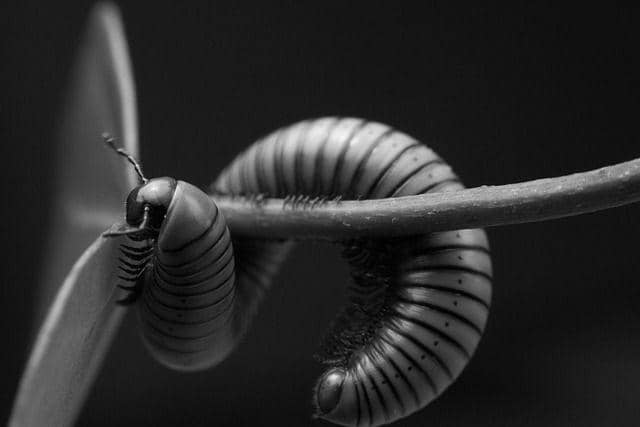 ilustrasi kaki seribu (pixabay.com/manusama)