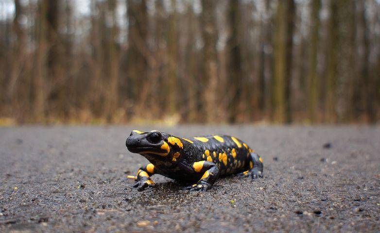 ilustrasi salamander (pixabay.com/inkoalseibua)