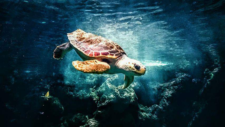 ilustrasi kura-kura (pixabay.com/LeandroDeCarvalho)