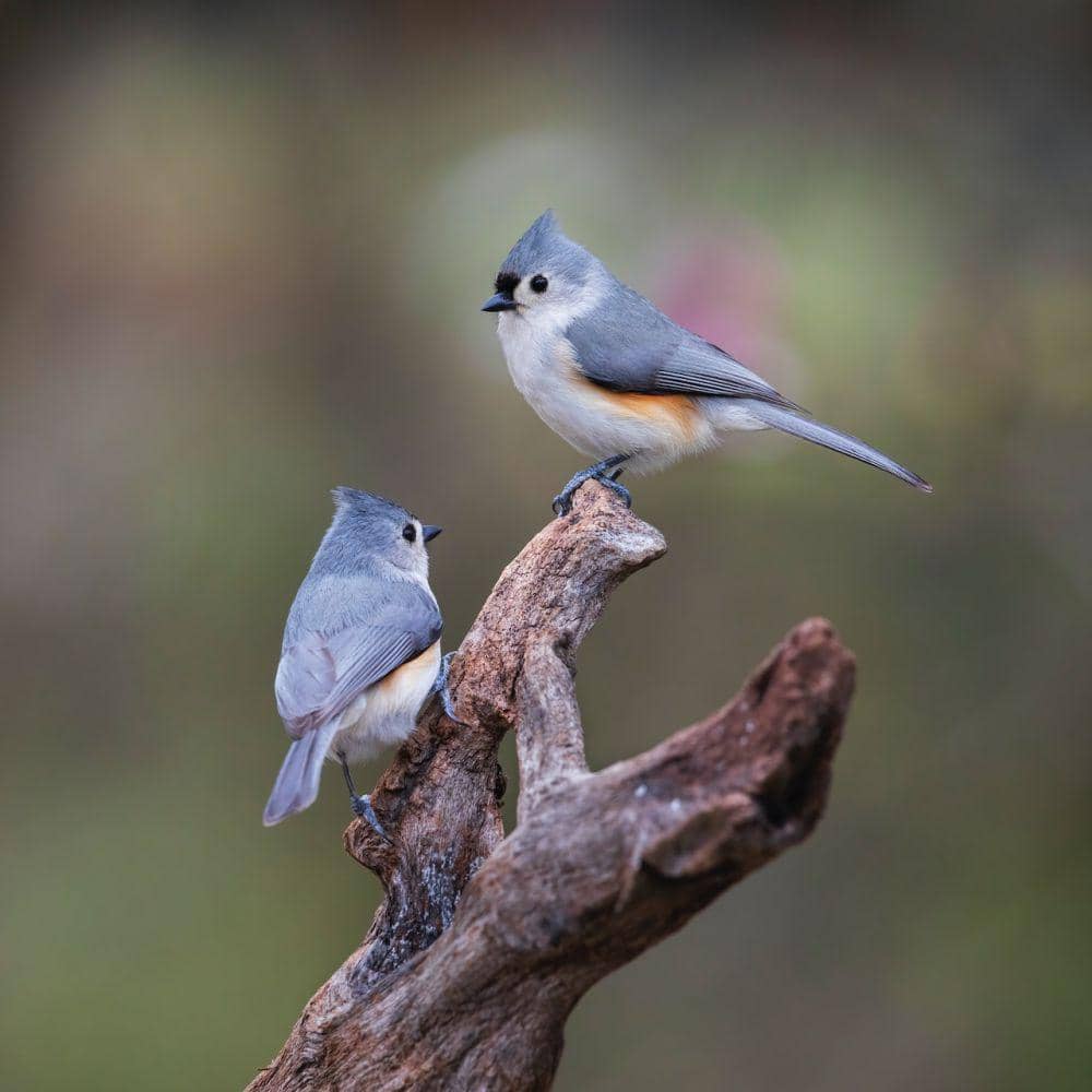 titmouse jambul hitam (pexels.com/Hal Moran)
