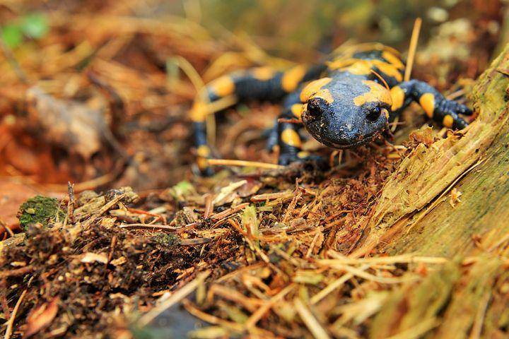 ilustrasi salamander (pixabay.com/TomaszProszek)