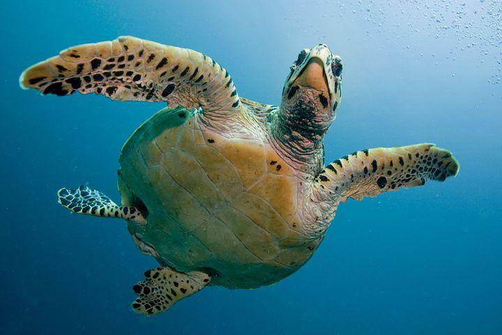 ilustrasi penyu (pixabay.com/kormandallas)