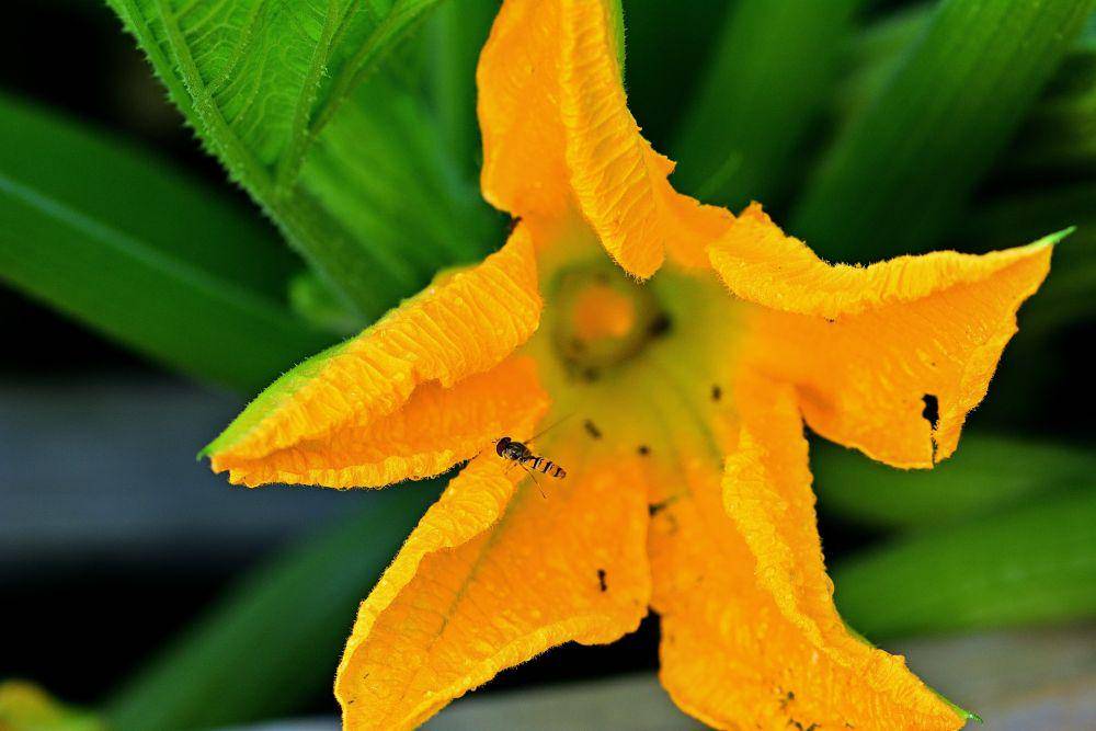 bunga Zucchini (pixabay.com/jggrz)