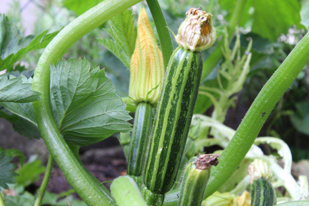 Zucchini (pixabay.com/HBH-MEDIA-photography)