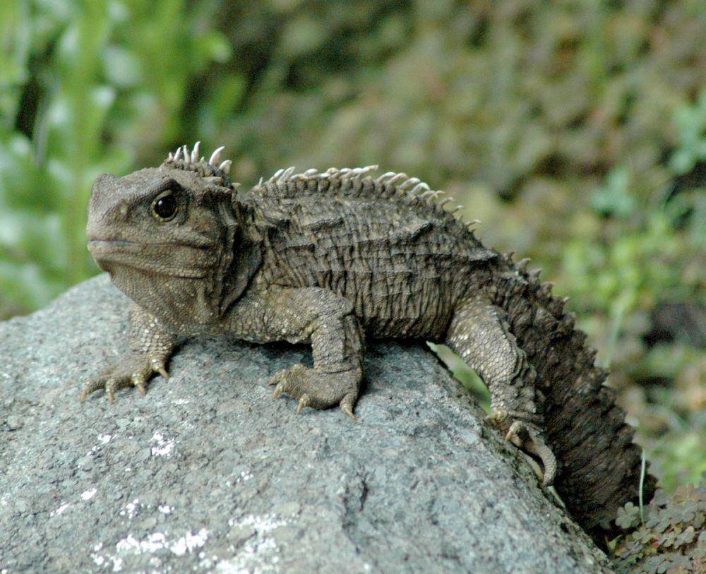 ilustrasi tuatara (commons.wikimedia.org/KeresH)