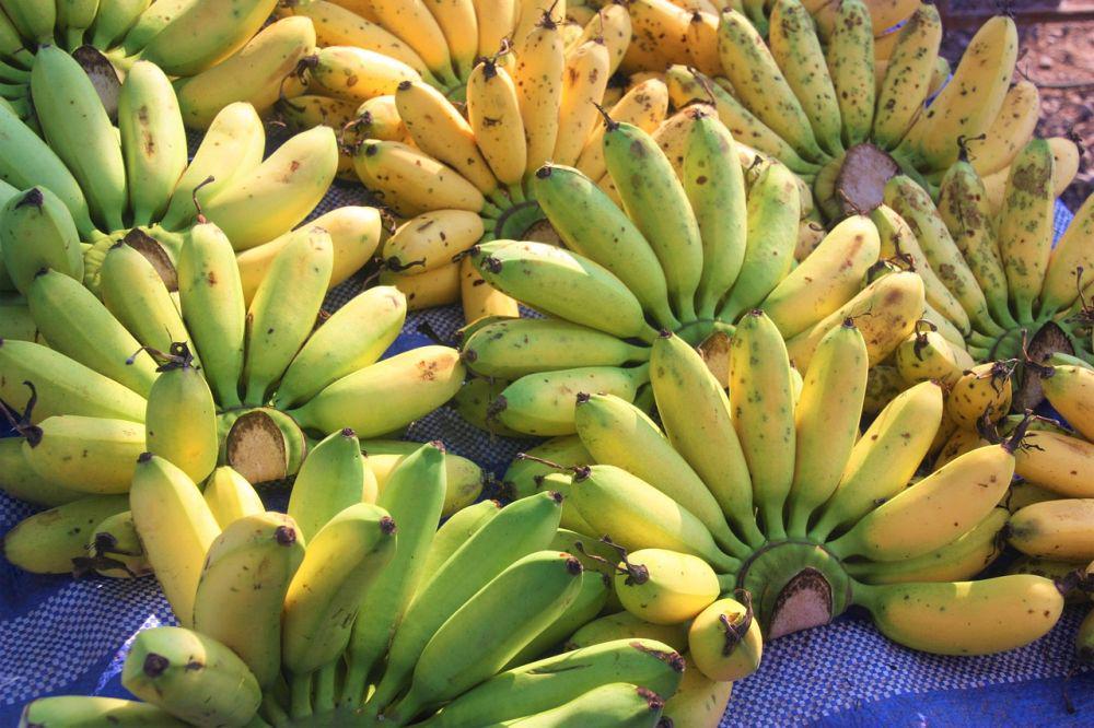 ilustrasi pisang dengan tingkat kematangan berbeda (pixabay.com/tinake)