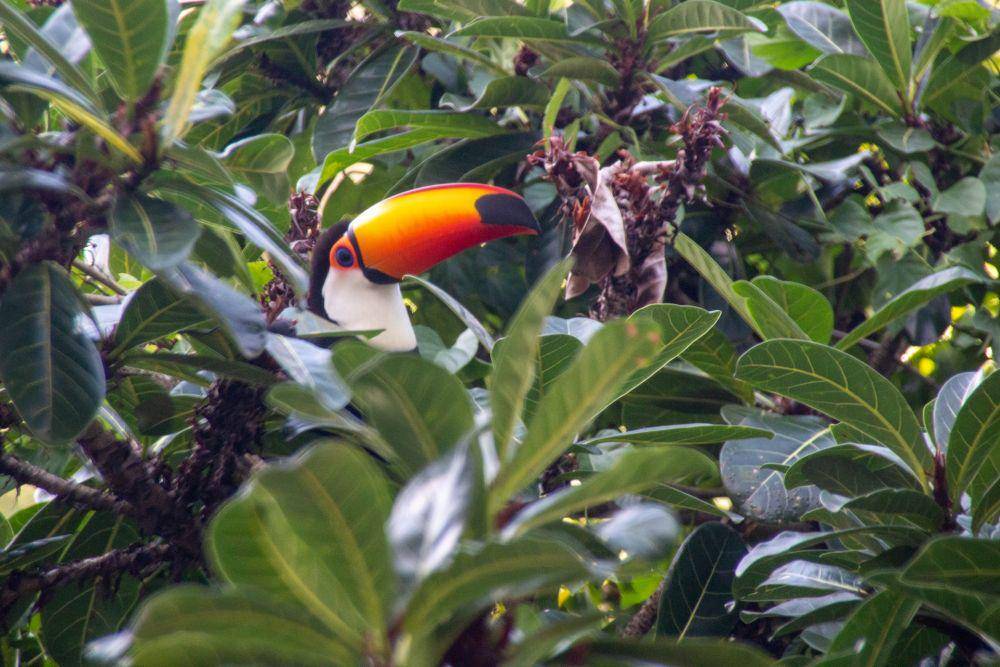 Toco Toucan (unsplash.com/Felipe Vieira)