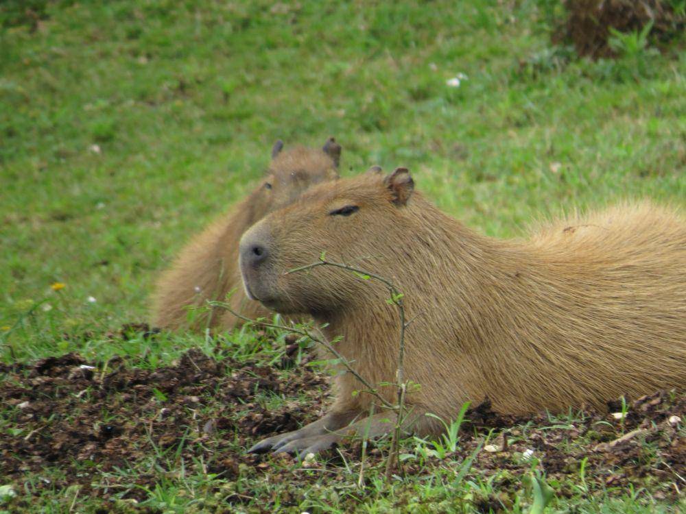 Capybara (unsplash.com/Jaime Dantas)