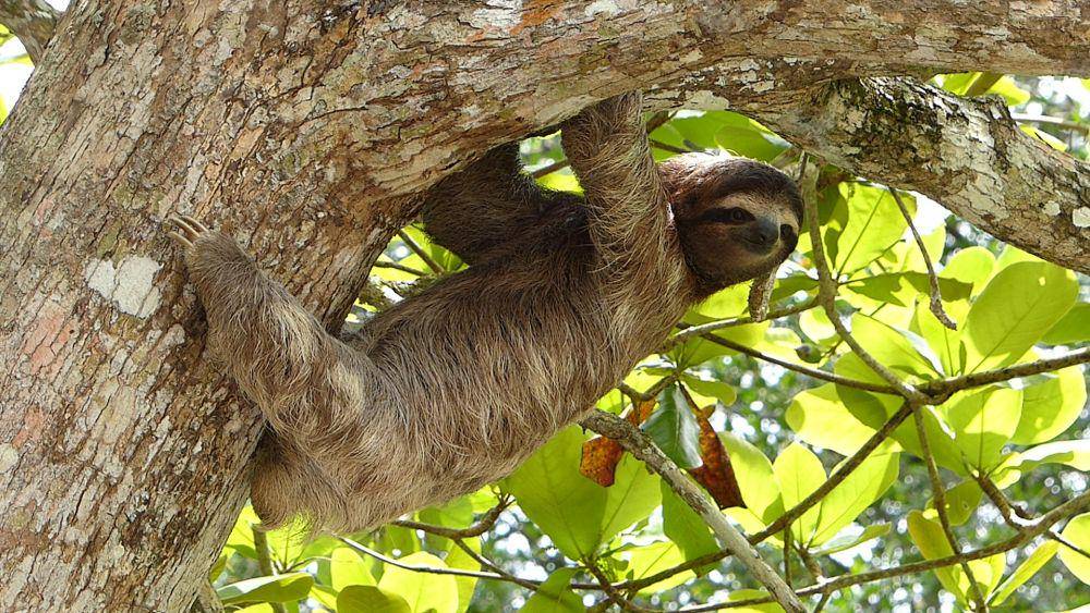 Three toed sloth (unsplash.com/Javier Mazzeo)