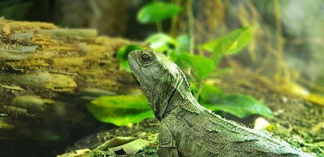 ilustrasi tuatara (pixabay.com/xiSerge)