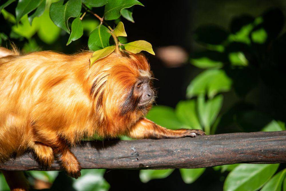 Golden lion tamarin (pixabay.com/Squirrel_photos)