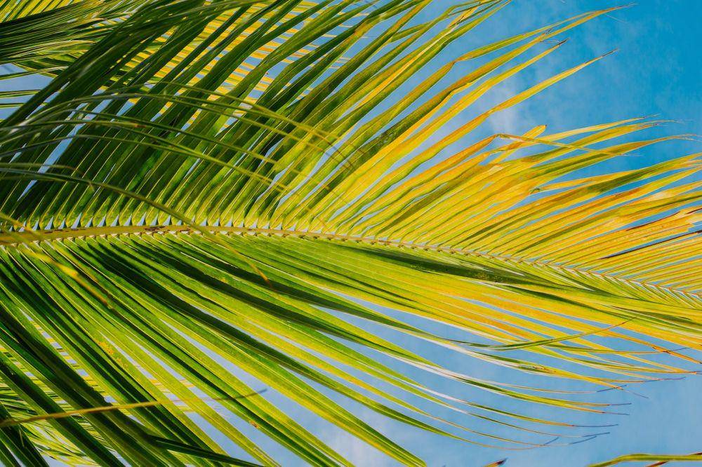 ilustrasi daun kelapa (pexels.com/Lucas Meneses)