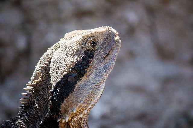 ilustrasi tuatara (pixabay.com/xiSerge)