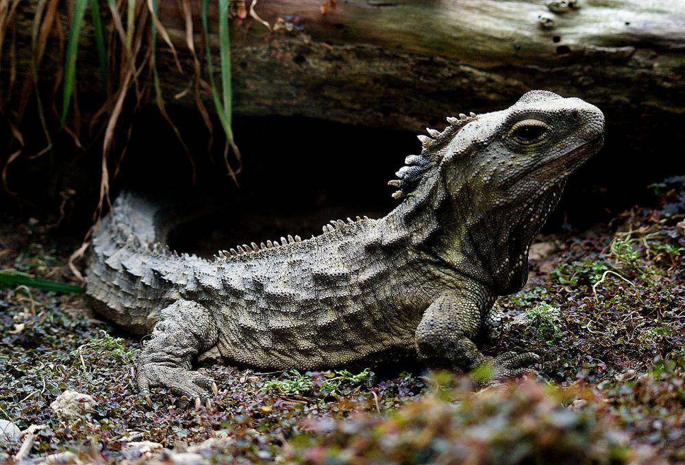 ilustrasi tuatara (commons.wikimedia.org/Bernard Spragg)