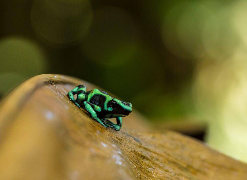 Poison dart frog (unsplash.com/Zdeněk Macháček)
