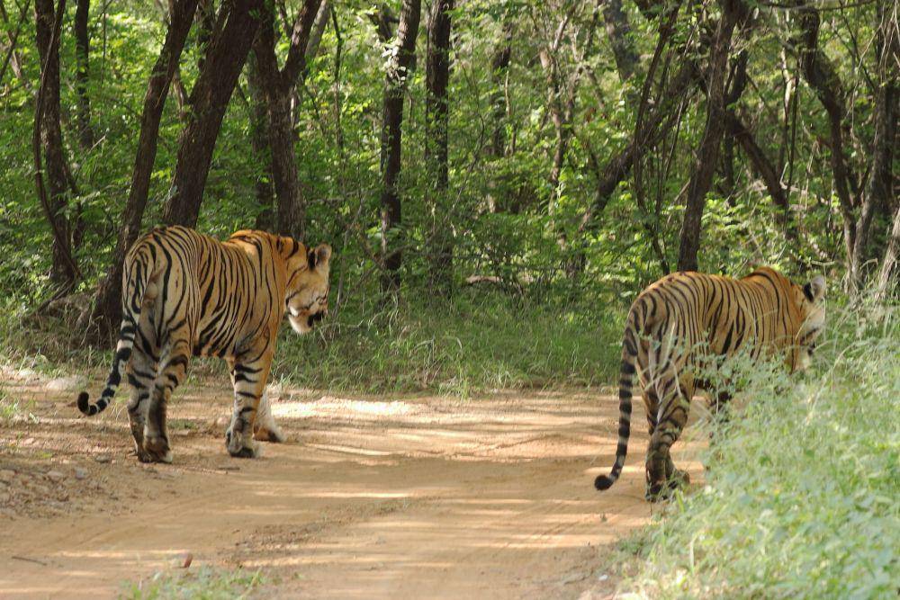 Taman Nasional Ranthambore (unsplash.com/Lakshmi Narasimha)