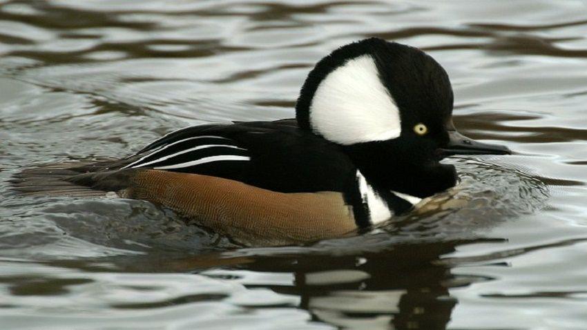 5 Fakta Menarik Hooded Merganser, Bebek dengan Penglihatan Terbaik