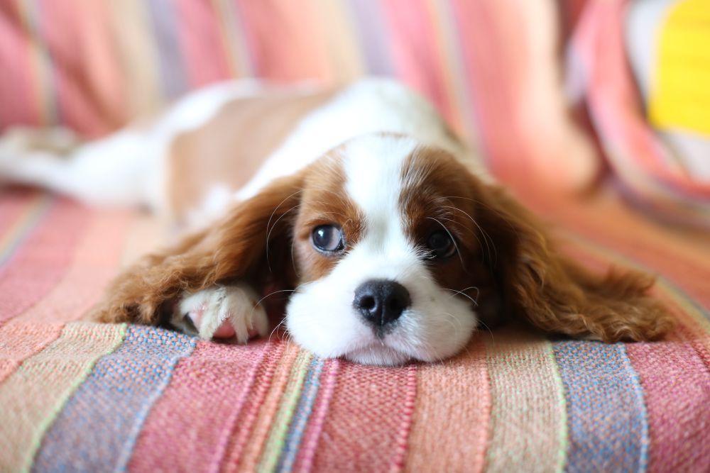 7 Jenis Anjing yang Cocok Tinggal di Apartemen