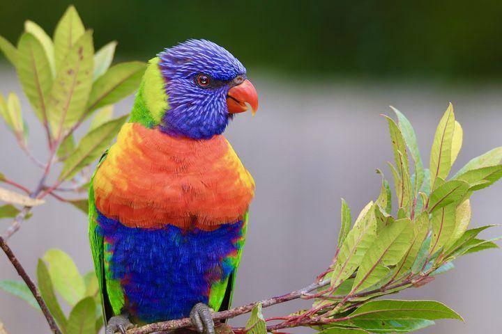 ilustrasi burung perkici (pixabay.com/PenelopePitstop)