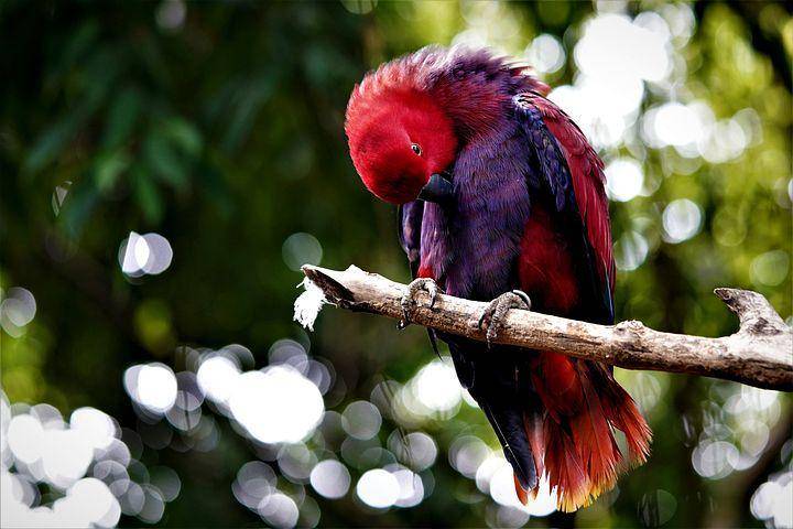 ilustrasi burung nuri (pixabay.com/ignartonosbg)