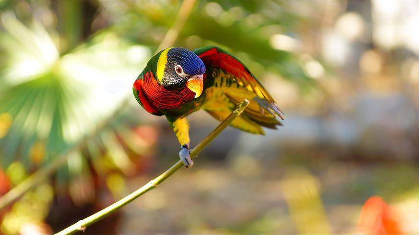 ilustrasi burung nuri (pixabay.com/cornelazar)