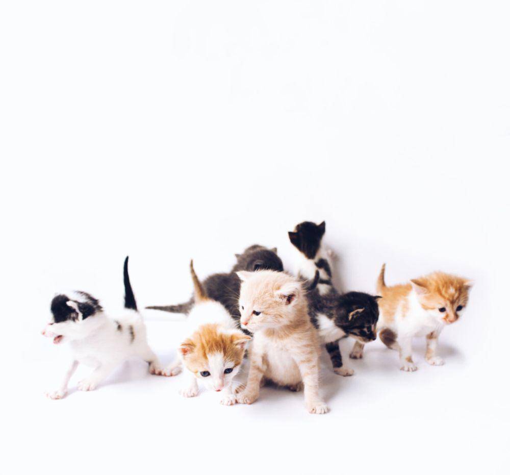 ilustrasi anak kucing (unsplash.com/The Lucky Neko)