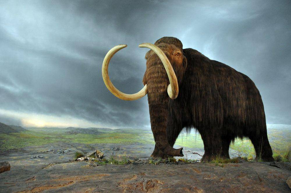 ilustrasi mammoth (wikimedia.org/Flying Puffin)