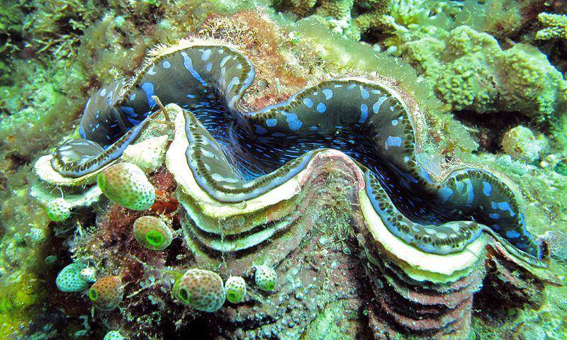 kima raksasa di Pulau Bunaken, Sulawesi (commons.wikimedia.org/Bernard DUPONT)