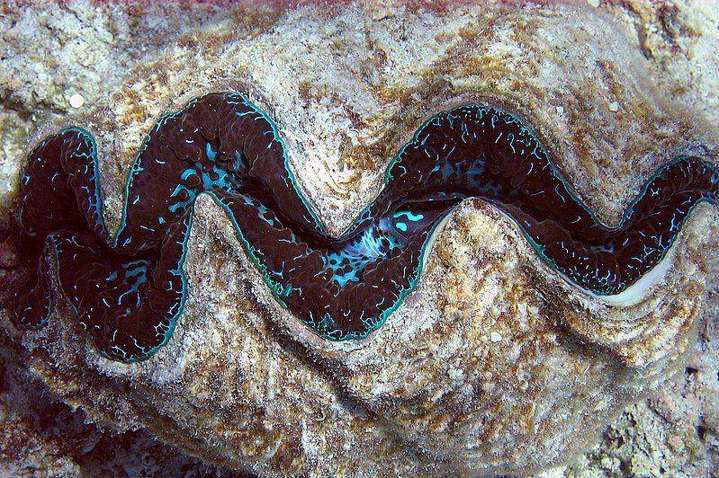 bagian dalam kima raksasa dengan warna mencolok (commons.wikimedia.org/National Marine Sanctuaries)