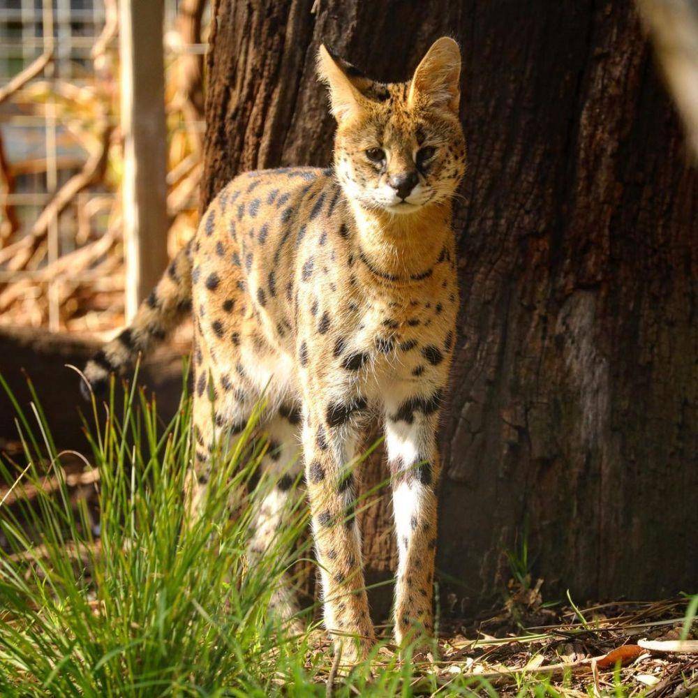 Potret Gorge Wildlife Park (instagram.com/bomba_photography)