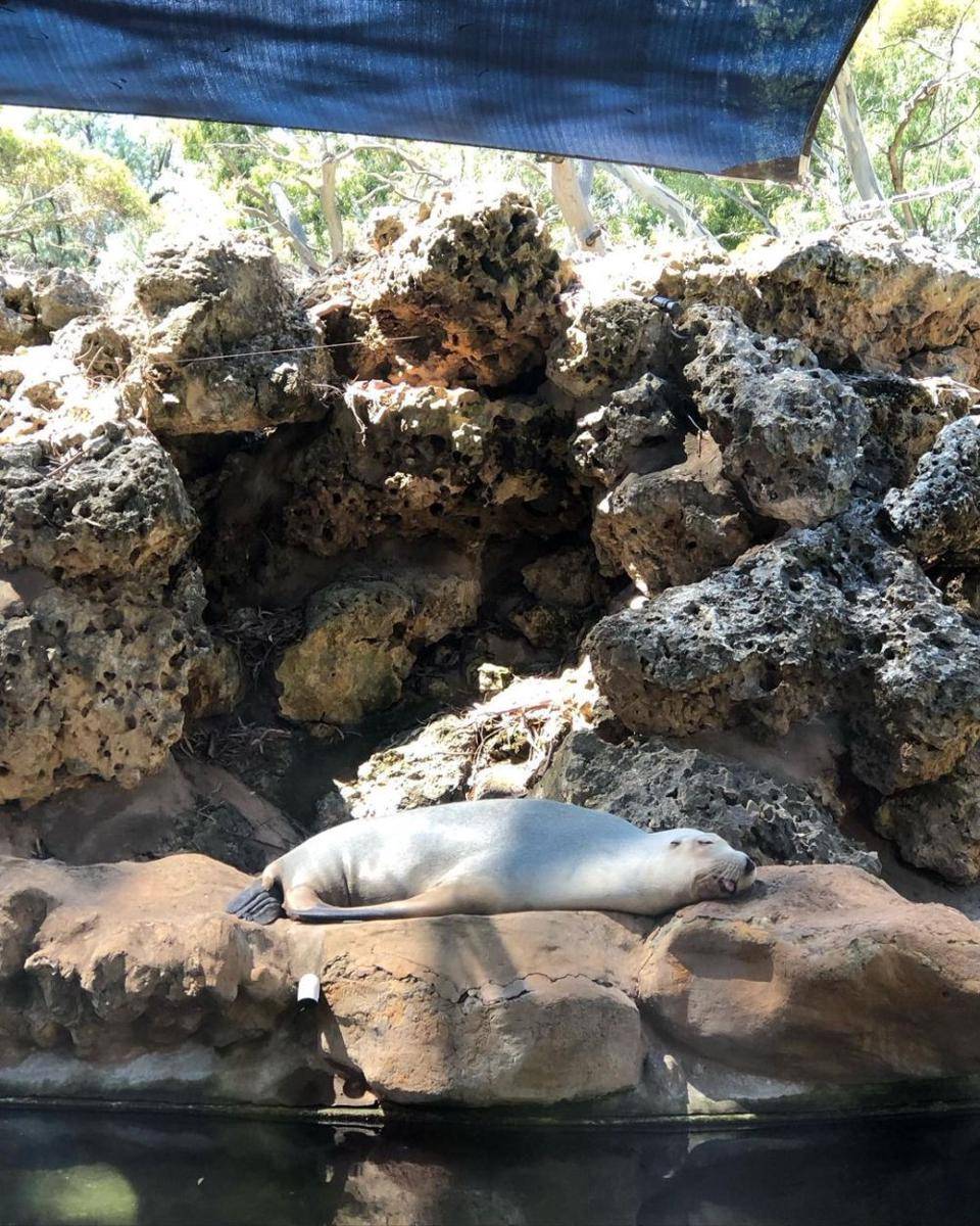 Potret Adelaide Zoological Gardens (instagram.com/lsy__41)