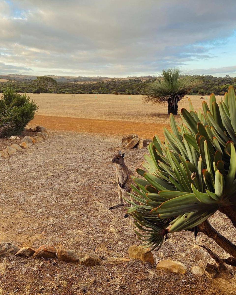 Potret Kangaroo Island (instagram.com/ronnyhubertarthur)