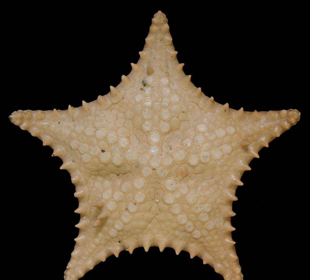 ilustrasi bintang laut Goniaster (pixabay.com/FWC Fish)