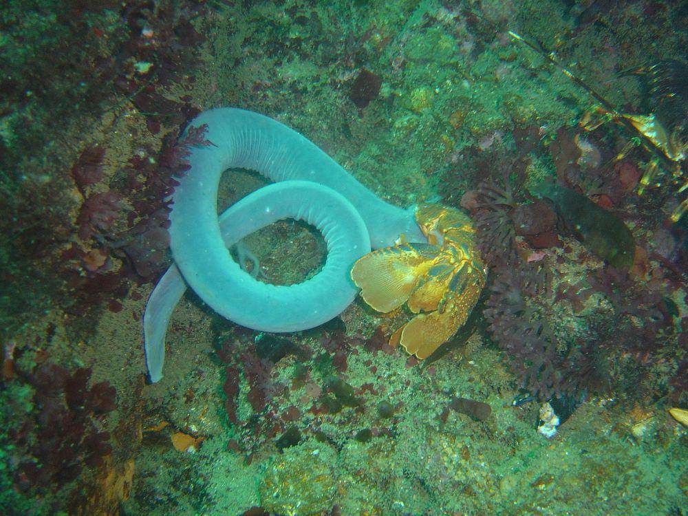 ilustrasi hagfish (commons.wikimedia.org/Peter Southwood)