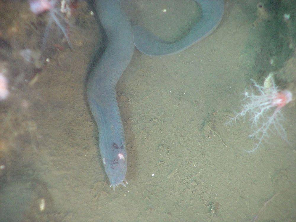 ilustrasi hagfish (commons.wikimedia.org/Ed Bowlby)