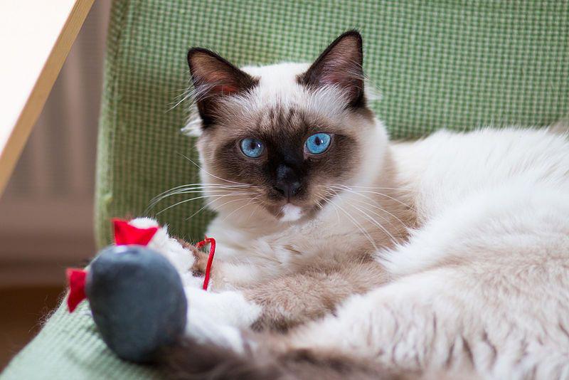 Birman (commons.wikimedia.org/Thomas Gunther)