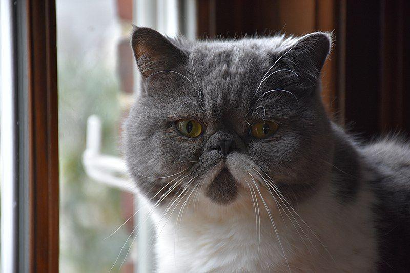 Exotic shorthair (commons.wikimedia.org/Dmitry Brant)