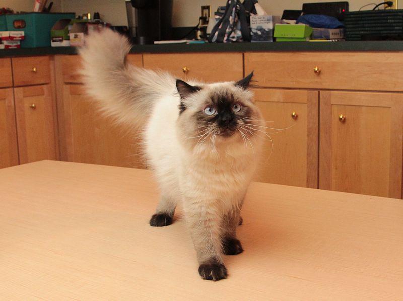 Himalayan cat (commons.wikimedia.org/Asilverstein)