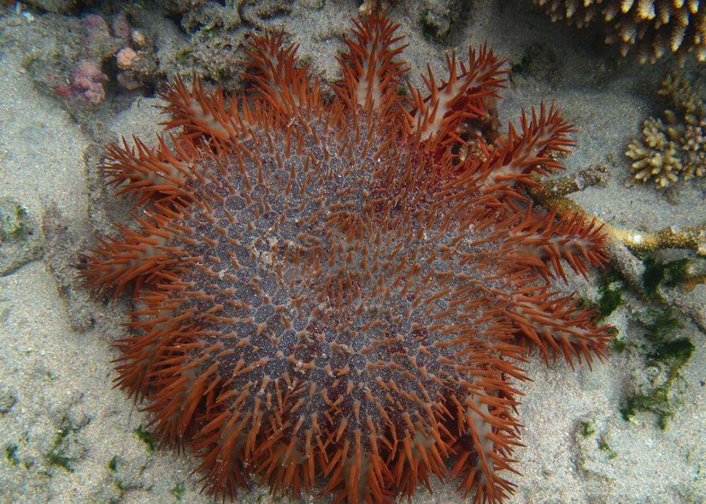 ilustrasi bintang laut Acanthasteridae (commons.wikimedia.org/Philippe Bourjon)