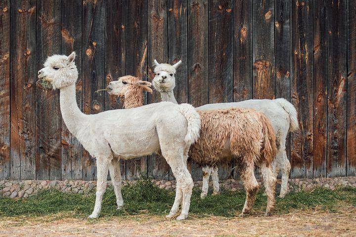 ilustrasi alpaca (pixabay.com/kasjanf)
